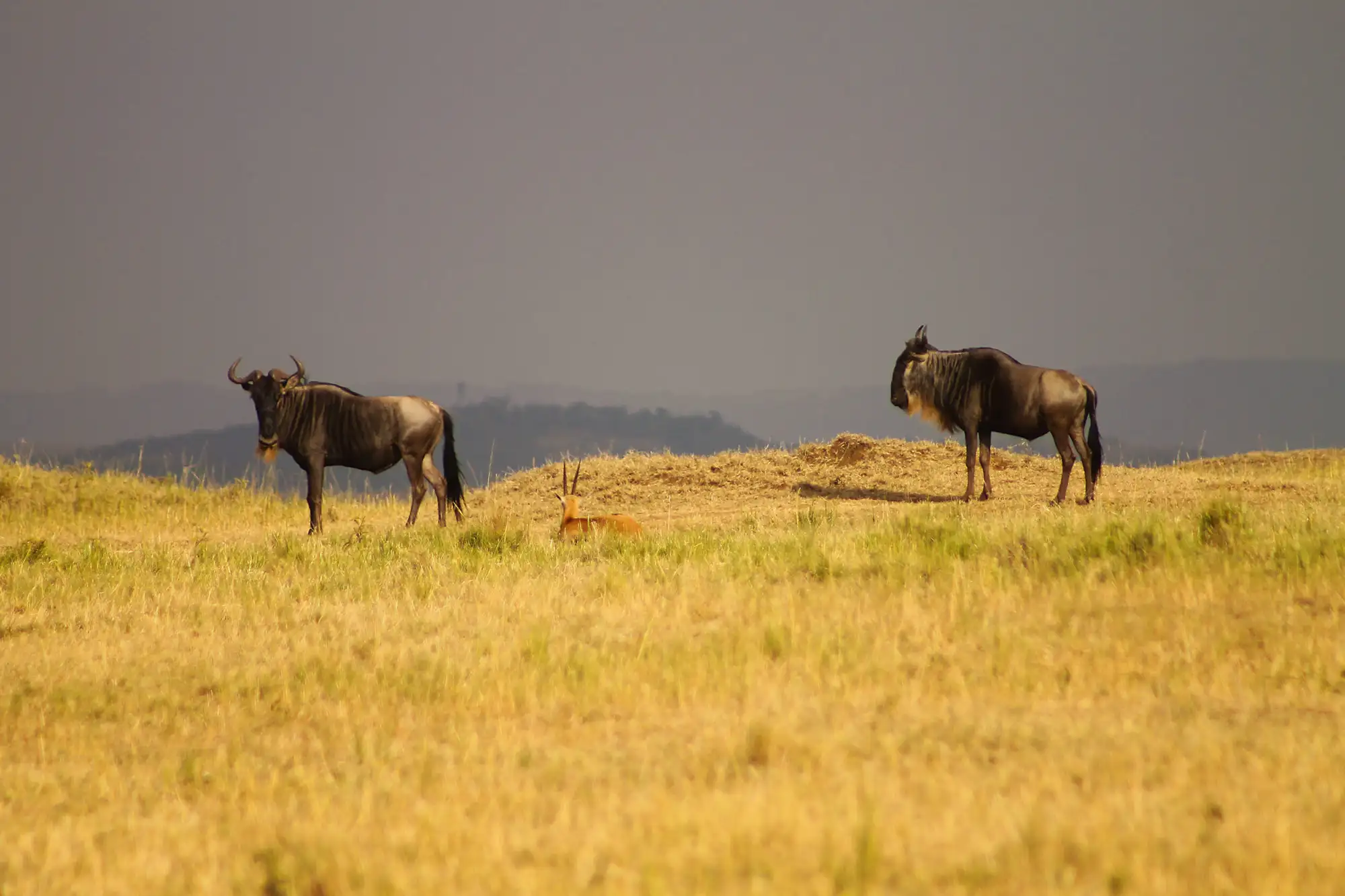 Wildebeests, Maasai Mara, Kenya